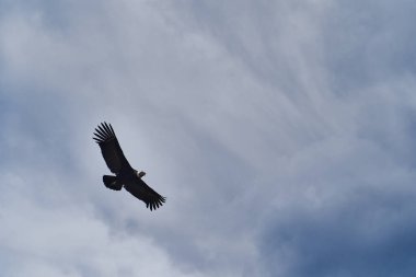 And Akbabası, Vultur gryphus, Peru 'nun And Dağları' ndaki Colca Kanyonu 'nun üzerinden Arequipa' ya doğru yükseliyor. And Akbabaları dünyanın en büyük uçan kuşudur, ağırlığı ve kanat açıklığının toplamından oluşur.