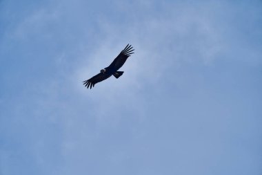 And Akbabası, Vultur gryphus, Peru 'nun And Dağları' ndaki Colca Kanyonu 'nun üzerinden Arequipa' ya doğru yükseliyor. And Akbabaları dünyanın en büyük uçan kuşudur, ağırlığı ve kanat açıklığının toplamından oluşur.