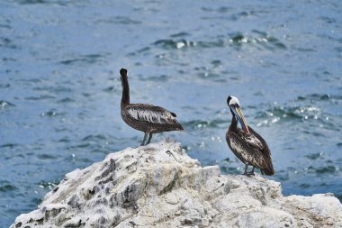 Peru 'nun Pasifik Okyanusu kıyısındaki Paracas ulusal parkında kuş kolonisi. Peru pelikanı, derin mavi Pasifik Okyanusu 'ndaki kayaların üzerinde oturuyor.