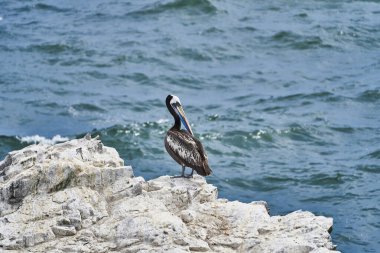 Peru 'nun Pasifik Okyanusu kıyısındaki Paracas ulusal parkında kuş kolonisi. Peru pelikanı, derin mavi Pasifik Okyanusu 'ndaki kayaların üzerinde oturuyor.
