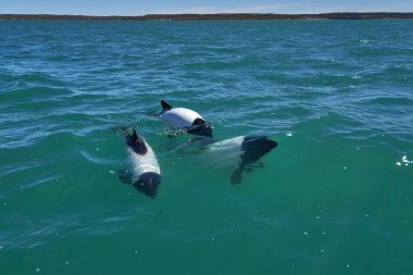 Arjantin 'in patagonya kıyısındaki Atlantik Okyanusu' nun turkuaz sularında yüzen siyah ve beyaz ticari yunuslar şişme delikleri ve sırt yüzgeçlerini ve Panda Yunusu ya da mini Orka olarak da bilinen biraz su sıçrattıklarını gösteriyorlar.