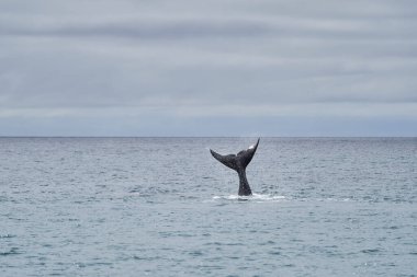 Eubalaena australis, Güney sağ balinası Atlantik okyanusunun yüzeyine giriyor ve kuyruk yüzgecini Golfo Nuevo Körfezi 'nde Peninsula Valdes, Patagonya, Arjantin _ 5' te Puerto Madryn 'e yakın gösteriyor.