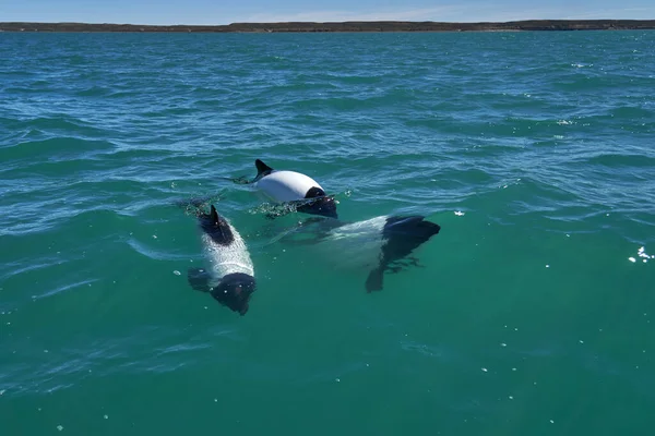 Arjantin 'in patagonya kıyısındaki Atlantik Okyanusu' nun turkuaz sularında yüzen siyah ve beyaz ticari yunuslar şişme delikleri ve sırt yüzgeçlerini ve Panda Yunusu ya da mini Orka olarak da bilinen biraz su sıçrattıklarını gösteriyorlar.