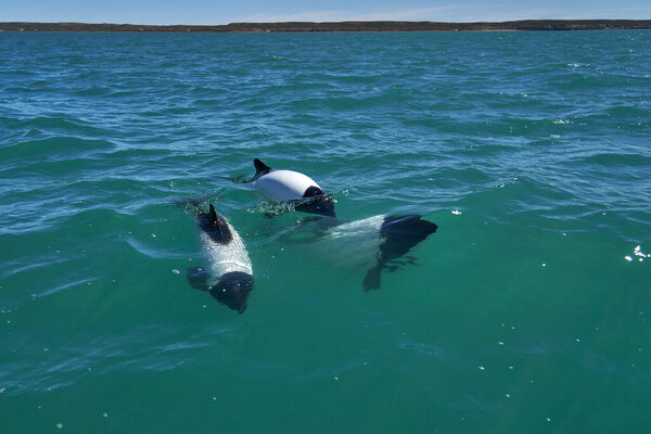 Black and white Commerson Dolphins swimming in the turquoise water of the atlantic ocean at the coast of patagonia in argentina, showing of their blow hole and dorsal fin and splashing some water, also known as Panda Dolphin or mini Orca