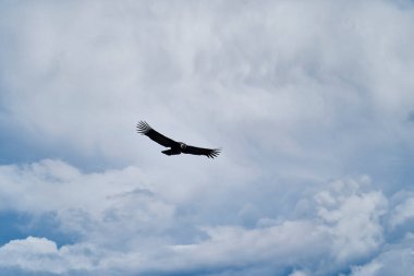 And Akbabası, Vultur gryphus, Peru 'nun And Dağları' ndaki Colca Kanyonu 'nun üzerinden Arequipa' ya doğru yükseliyor. And Akbabaları dünyanın en büyük uçan kuşudur, ağırlığı ve kanat açıklığının toplamından oluşur.