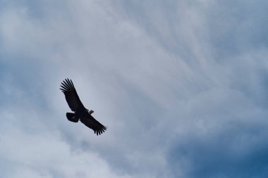 And Akbabası, Vultur gryphus, Peru 'nun And Dağları' ndaki Colca Kanyonu 'nun üzerinden Arequipa' ya doğru yükseliyor. And Akbabaları dünyanın en büyük uçan kuşudur, ağırlığı ve kanat açıklığının toplamından oluşur.
