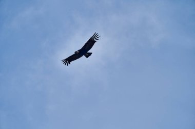 And Akbabası, Vultur gryphus, Peru 'nun And Dağları' ndaki Colca Kanyonu 'nun üzerinden Arequipa' ya doğru yükseliyor. And Akbabaları dünyanın en büyük uçan kuşudur, ağırlığı ve kanat açıklığının toplamından oluşur.