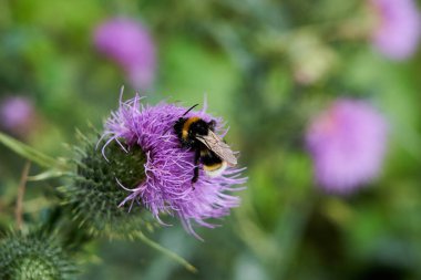 Bombus terrestris, geniş toprak yaban arısı, kabarık kuyruklu yaban arısı devedikeni menekşesinde oturuyor ve sırtında polenle Nektar ile besleniyor.  