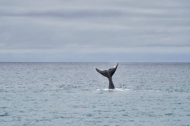Eubalaena australis, Güney sağ balinası Atlantik okyanusunun yüzeyine giriyor ve kuyruk yüzgecini Golfo Nuevo Körfezi 'nde Peninsula Valdes, Patagonya, Arjantin _ 5' te Puerto Madryn 'e yakın gösteriyor.