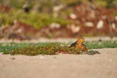 Galapagos kara iguanası, Conolophus subcristatus. Doğal ortamında hem de. Küçük bir ejderhaya ya da dinozora benzeyen sarı bir kertenkele. Galapagos Adaları, Ekvador
