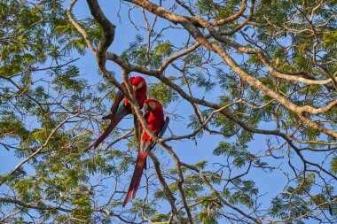 Güzel kırmızı papağan, Ara macao, Orta ve Güney Amerika 'da büyük kırmızı, sarı ve mavi bir papağan, Güney Amerika, Bolivya' da yüksek bir ağaçta oturuyor.