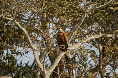 Kara yakalı şahin (