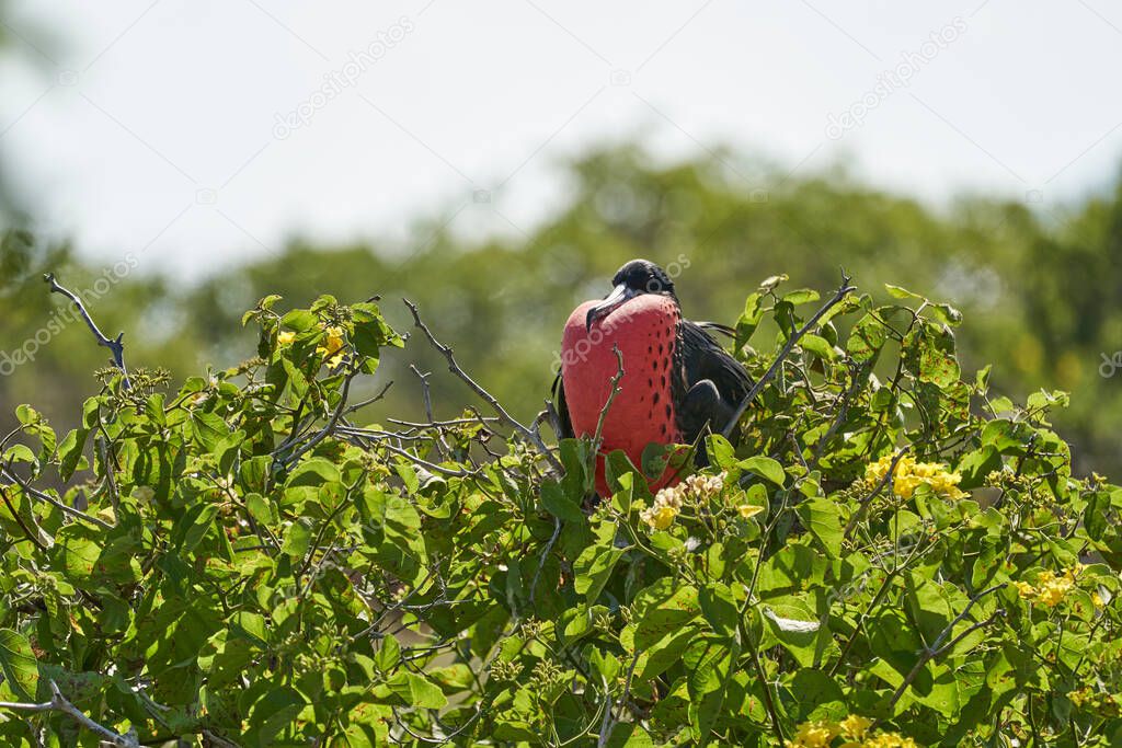 Magnificent frigatebird, Fregata magnificens, is a big black seabird with a characteristic red gular sac. Male frigate bird nesting with inflated sack, galapagos islands, Ecuador, South America
