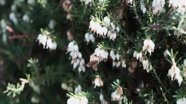 Honey Bee Apis Mellitera Crawling Bush Heather White Blossoms Collecting — Αρχείο Βίντεο