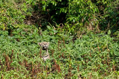 Jaguar, Panthera onca, Brezilya 'nın Pantanal kentindeki Cuiaba nehrinde bitki örtüsü boyunca gezinen Panthera familyasının tek üyesidir.