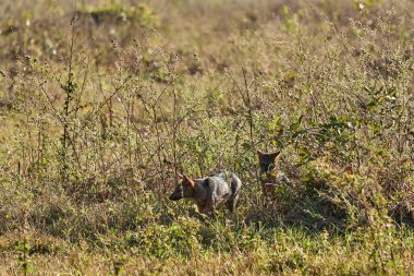 Yengeç yiyen tilki, Cerdocyon thous, orman tilkisi, orman tilkisi, orman tilkisi, orman köpeği veya maikong pantanal bataklığı, Brezilya ve Güney Amerika 'nın sulak alanlarında yetişen orta büyüklükteki bir köpek türüdür.