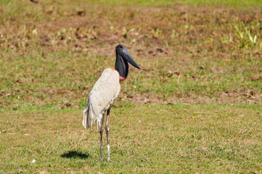 Jabiru, Meksika 'dan Arjantin' e kadar Amerika 'da bulunan, siyah başlı ve kırmızı boyunlu, şişme boğazlı, Pantanal, Brezilya' da yaşayan bir kuş türüdür.