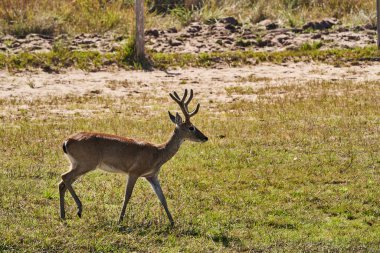 Bataklık geyiği, Blastocerus dichotomus, ayrıca bataklık geyiği, Güney Amerika 'nın en büyük geyik türü, çoğunlukla pantanal, Brezilya, Güney Amerika' nın bataklık bölgesinde bulunur.
