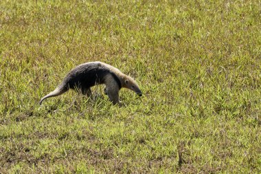 Güney Tamandua (Portekizce: 