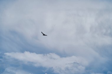 And Akbabası, Vultur gryphus, Peru 'nun And Dağları' ndaki Colca Kanyonu 'nun üzerinden Arequipa' ya doğru yükseliyor. And Akbabaları dünyanın en büyük uçan kuşudur, ağırlığı ve kanat açıklığının toplamından oluşur.