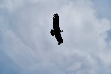 And Akbabası, Vultur gryphus, Peru 'nun And Dağları' ndaki Colca Kanyonu 'nun üzerinden Arequipa' ya doğru yükseliyor. And Akbabaları dünyanın en büyük uçan kuşudur, ağırlığı ve kanat açıklığının toplamından oluşur.