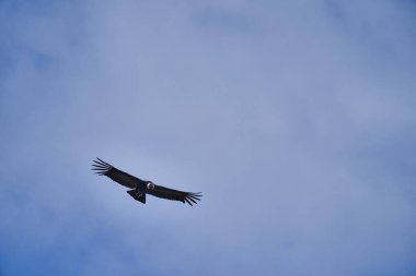 And Akbabası, Vultur gryphus, Peru 'nun And Dağları' ndaki Colca Kanyonu 'nun üzerinden Arequipa' ya doğru yükseliyor. And Akbabaları dünyanın en büyük uçan kuşudur, ağırlığı ve kanat açıklığının toplamından oluşur.
