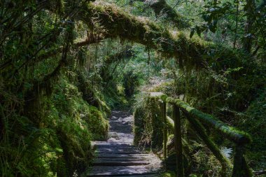Dark and over grown jungle path leading through the rain forest of queulat national park towards ventisquero colgante at the Carretera Austral in Patagonia, Chile, South America clipart