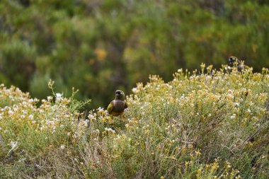 Yuva kazan papağan sürüsü, Cyanoliseus patagonus, aynı zamanda yuvalanan papağan ya da Patagonya konservesi olarak da bilinir, Arjantin, Güney Amerika 'da Ruta 40 yakınlarında çalılıklarda otururlar.