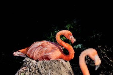 Amerikan flamingosu, Phoenicopterus ruber, Karayip flamingosu, uzun boylu, pembe renkli bir kuştur ve kuzey Amerika ve Galapagos Adalarında yaşar. Yuvasında oturuyor, bir çamur yığını