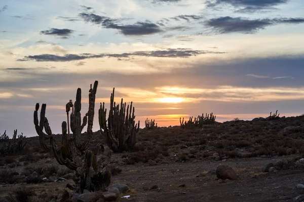 romantic sun set over a desert landscape with cactus an dramatic sky in the highlands of the Andes in Chile, South America
