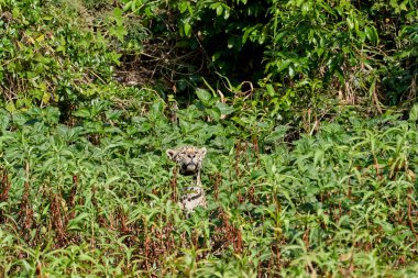 Jaguar, Panthera onca, Brezilya 'nın Pantanal kentindeki Cuiaba nehrinde bitki örtüsü boyunca gezinen Panthera familyasının tek üyesidir.