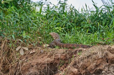 Dracaena paraguayensis, Paraguay kayman kertenkelesi, Teiidae familyasından bir kertenkele türü, Pantanal bataklığında Cuiaba nehrinin kıyısında, Porto Jofre, Brezilya, Güney Amerika