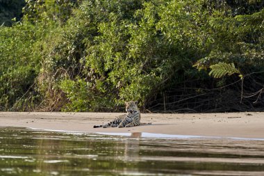 Jaguar, Panthera onca, Brezilya 'nın Pantanal kentindeki Cuiaba nehrindeki bir kum kıyısında uzanan Panthera cinsinin tek üyesi ve büyük, canlı türüdür.