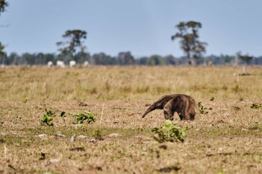 Güney Pantanal 'daki bir çiftliğin çayırında yürüyen dev bir karıncayiyen. Myrmecophaga tridactyla, Orta ve Güney Amerika 'da yaşayan böceksi bir memelidir..