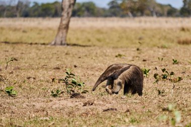 Güney Pantanal 'daki bir çiftliğin çayırında yürüyen dev bir karıncayiyen. Myrmecophaga tridactyla, Orta ve Güney Amerika 'da yaşayan böceksi bir memelidir..