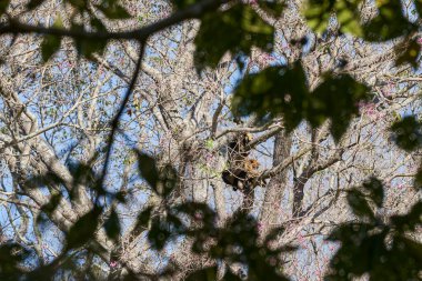 Uluyan maymunlar, Alouatta monotipik alt familyası Alouattinae, Pantanal sulak alanlarının yüksek ağaçlarında oturuyor, gürültülü ulumalarıyla ünlüdürler, Brezilya, Güney Amerika