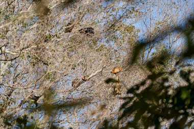 Uluyan maymunlar, Alouatta monotipik alt familyası Alouattinae, Pantanal sulak alanlarının yüksek ağaçlarında oturuyor, gürültülü ulumalarıyla ünlüdürler, Brezilya, Güney Amerika