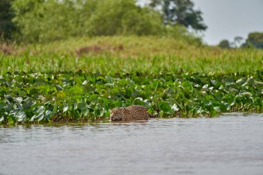 Jaguar, Panthera onca, Brezilya 'nın Pantanal kentindeki Cuiaba nehrinde bitki örtüsü boyunca gezinen Panthera familyasının tek üyesidir.