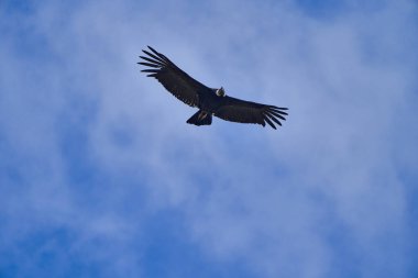 And Akbabası, Vultur gryphus, Peru 'nun And Dağları' ndaki Colca Kanyonu 'nun üzerinden Arequipa' ya doğru yükseliyor. And Akbabaları dünyanın en büyük uçan kuşudur, ağırlığı ve kanat açıklığının toplamından oluşur.