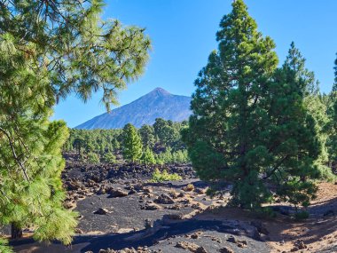 El Teide İspanya 'nın Tenerife adasındaki en yüksek volkandır. Yürüyüş ve yürüyüş için popüler bir seyahat yeri.