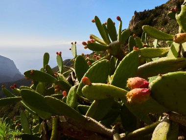 Dikenli armut kaktüsü, uzak Atlantik okyanusu ve volkanik manzarasıyla Tenerife kanarya adasında dik bir yürüyüş yolu boyunca büyüyor..