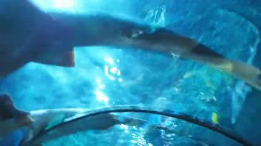 Akvaryumdaki köpekbalıkları.