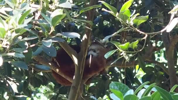 Der Rote Panda Ailurus Fulgens Ist Ein Gefährdetes Raubtier Aus — Stockvideo