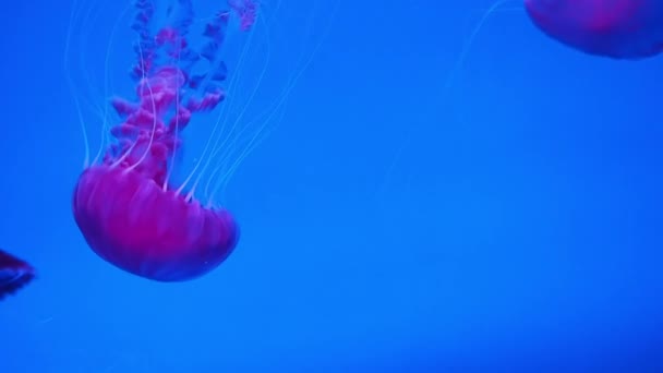 Bright Red Jellyfish Diving Fish Tank Slow Motion — Stock Video