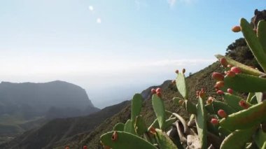 Dikenli armut kaktüsü, uzak Atlantik okyanusu ve volkanik manzarasıyla Tenerife kanarya adasında dik bir yürüyüş yolu boyunca büyüyor..