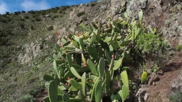 昂贵的梨树仙人掌生长在金丝雀岛上陡峭的远足小径上 遥远的大西洋和火山景观映衬着它 — 图库视频影像