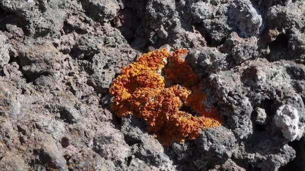 Orange Lichen Growing Sharp Edged Volcanic Rocks Hiking Trail Hills — Stock Video