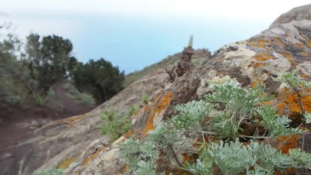 Wędrówki Przepięknym Krajobrazie Teneryfy Wyspy Kanaryjskie Hiszpania — Wideo stockowe