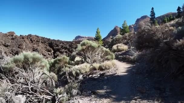 Hiking Trail Leading Forest Tenerife Canary Islands Sin Breaching Green — Stock Video