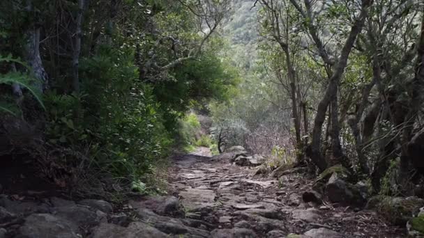 カナリア諸島のテネリフェ島の森を歩くハイキングコースでは 緑の天蓋を通して罪が侵害されます — ストック動画